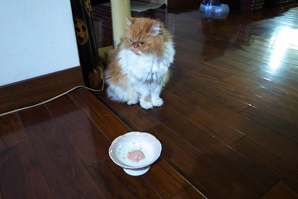 養生の湯--老貓