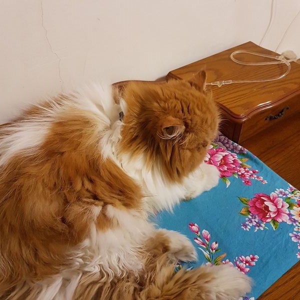 1544754649-4068239389_n.jpg 1544754649-4068239389_n.jpg