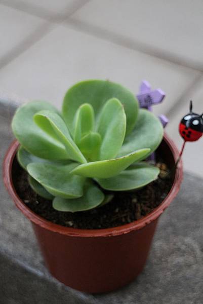 16 04 09建國花市購入4盆多肉植物 Img 9417 Jpg Kelly 的相簿 痞客邦