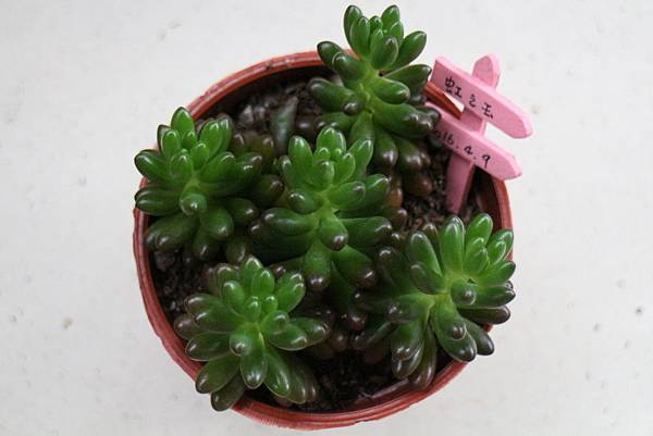 16 04 09建國花市購入4盆多肉植物 Img 9427 Jpg Kelly 的相簿 痞客邦 16 04 09建國花市購入4盆多肉植物 Img 9427 Jpg Kelly 的相簿 痞客邦