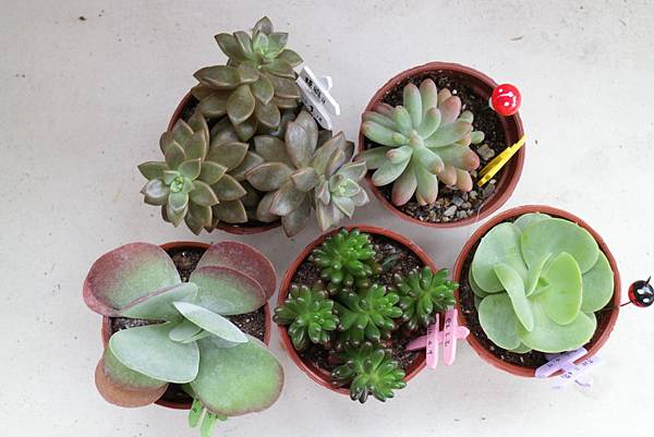 16 04 09建國花市購入4盆多肉植物 Img 9438 Jpg Kelly 的相簿 痞客邦