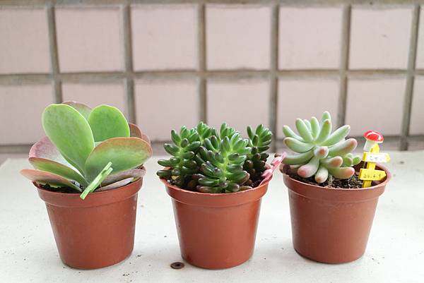 16 04 09建國花市購入4盆多肉植物 Img 9440 Jpg Kelly 的相簿 痞客邦
