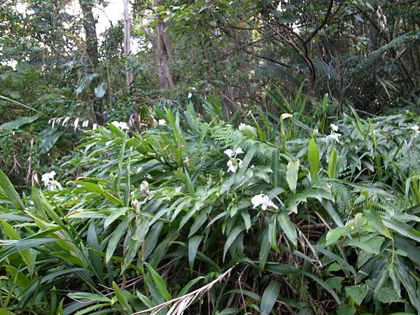 一陣香氣，野薑花叢到了