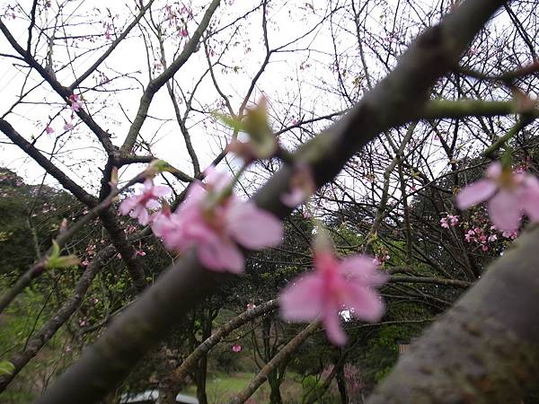 幾顆早熟的花