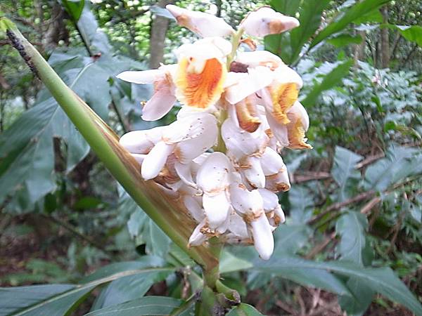 這是....白色的花（原諒壇主是花盲）