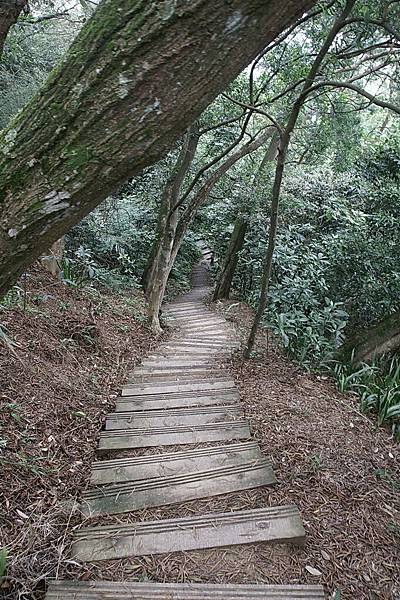 續往二峰前進，不過這條山徑方向不對