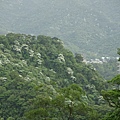 接近彩蝶山莊的山坡上