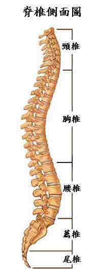 spinewholes.jpg