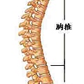 spinewholes.jpg