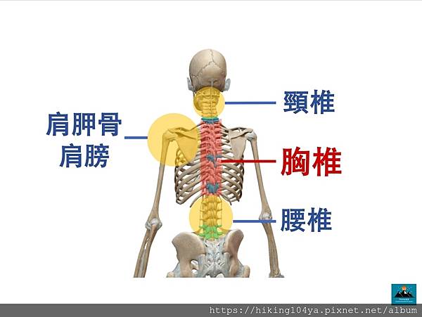 gyro胸椎運動IG衛教_201027_3.jpg