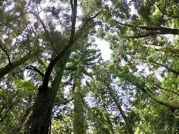 [遊記用] 陽明山東西大縱走_210307_19.jpg