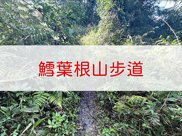 鱈葉根山步道.JPG