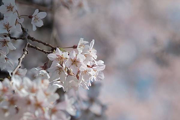 _DSF0124.jpg _DSF0124.jpg