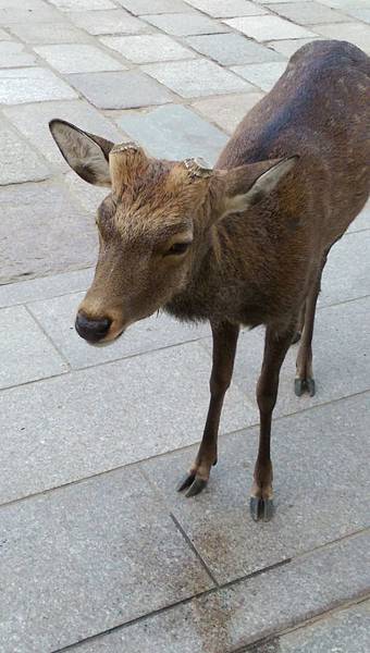 東大寺的鹿4.jpg