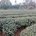 沙坑旁的客家茶園