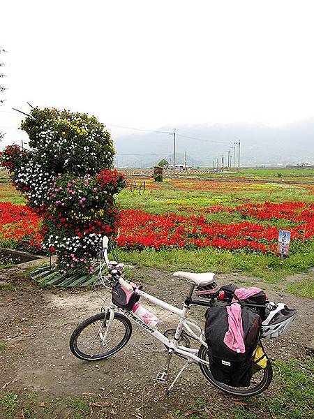 玉溪農會花海