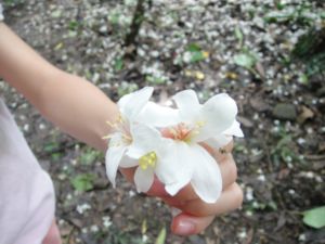 賞桐花(100.5.8) 賞桐花(100.5.8)