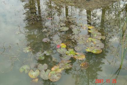 蘇州半日遊:白塘生態植物園+居酒屋1(96.11.25)