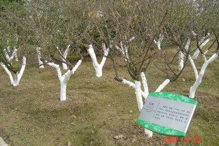 蘇州半日遊:白塘生態植物園+居酒屋5(96.11.25)