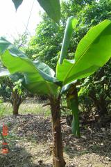 認識植物17:阿公種的香蕉樹(97.2.11)