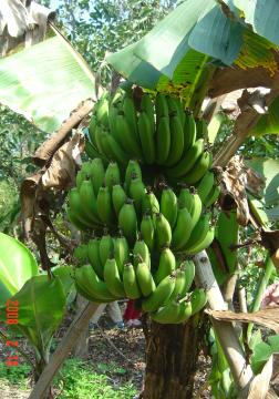 認識植物17:阿公種的香蕉樹(97.2.11)