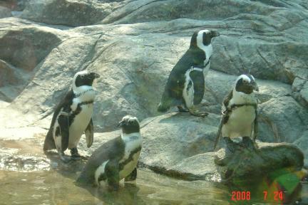 上海親子遊:動物園+上海博物館(97.7.24)