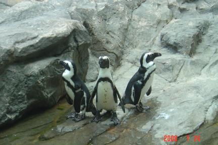 上海親子遊:動物園+上海博物館(97.7.24)