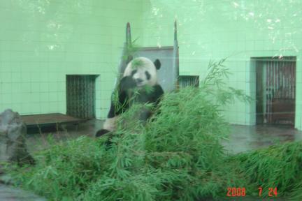 上海親子遊:動物園+上海博物館(97.7.24)