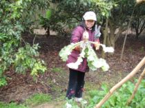 初三拔蘿蔔(101.1.25)