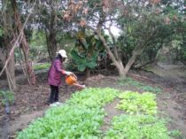 初三拔蘿蔔(101.1.25)