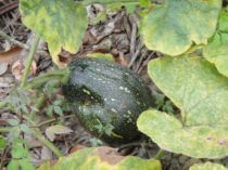 初三拔蘿蔔(101.1.25)