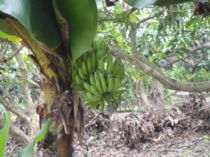 初三拔蘿蔔(101.1.25)