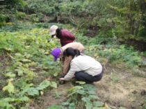 初三拔蘿蔔(101.1.25)初三拔蘿蔔(101.1.25)