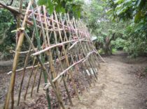 初三拔蘿蔔(101.1.25)