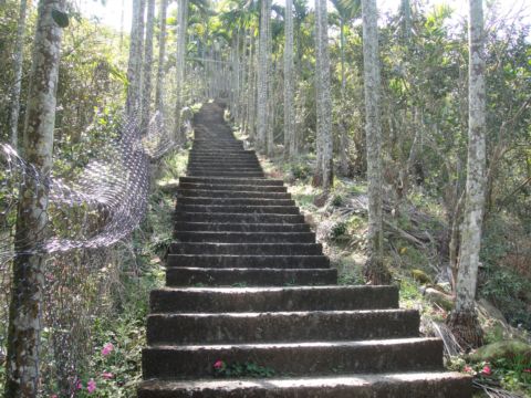 雲林古坑，華山步道(101.2.5)