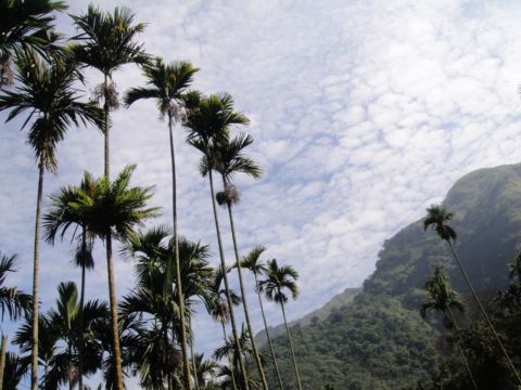 雲林古坑,華山步道(101.2.5) 雲林古坑,華山步道(101.2.5)