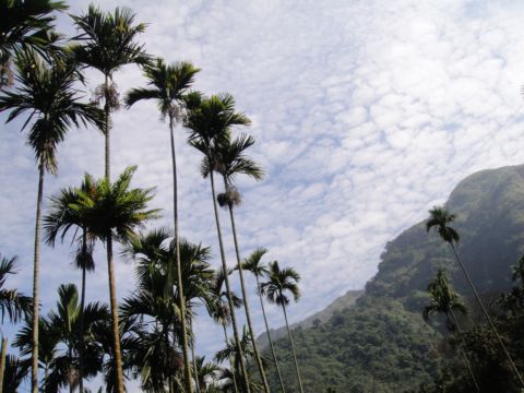 雲林古坑，華山步道(101.2.5)