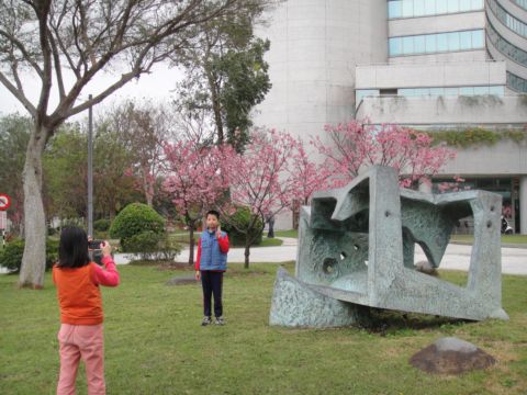 工研院賞櫻花(101.2.9)