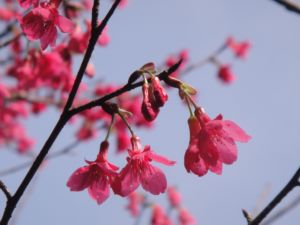 玻工館和麗池賞櫻花(101.2.12)