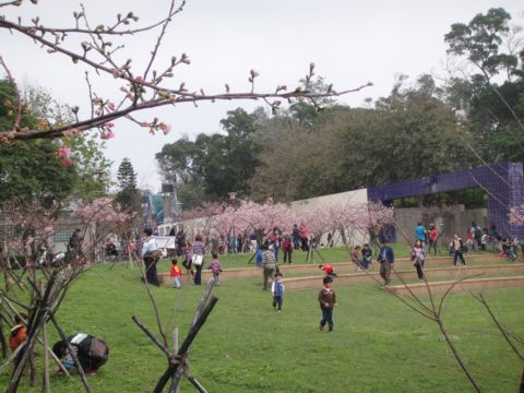 玻工館和麗池賞櫻花(101.2.12)