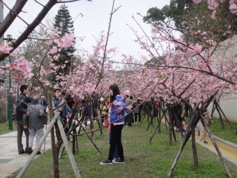 玻工館和麗池賞櫻花(101.2.12)