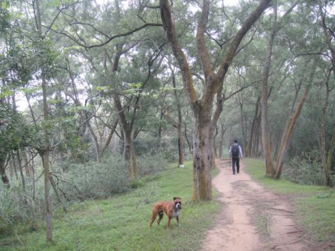 頭份，鹿廚坑步道(101.3.3)