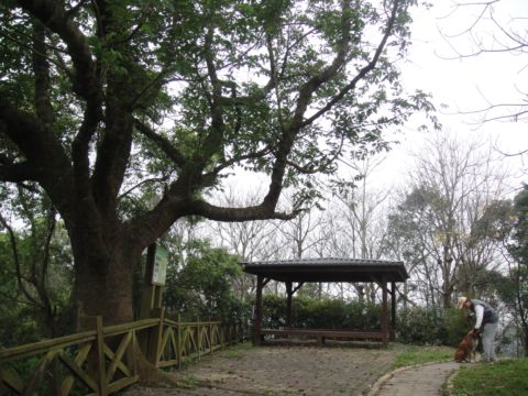 頭份,鹿廚坑步道(101.3.3) 頭份,鹿廚坑步道(101.3.3)