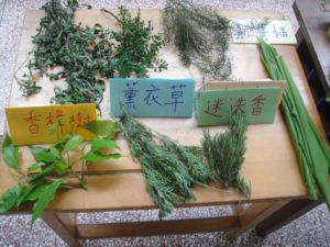 活動教案:訓練好鼻師(101.8.20) 活動教案:訓練好鼻師(101.8.20)