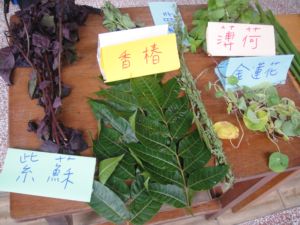 活動教案:訓練好鼻師(101.8.20) 活動教案:訓練好鼻師(101.8.20)