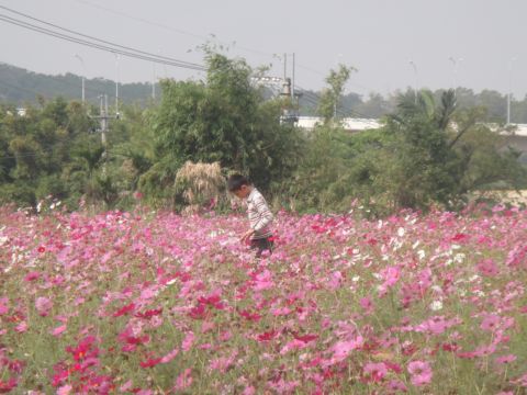 花婆婆(101.11.16)