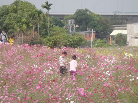 花婆婆(101.11.16)