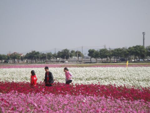 莿桐，孩沙里的美麗花田(102.2.9)