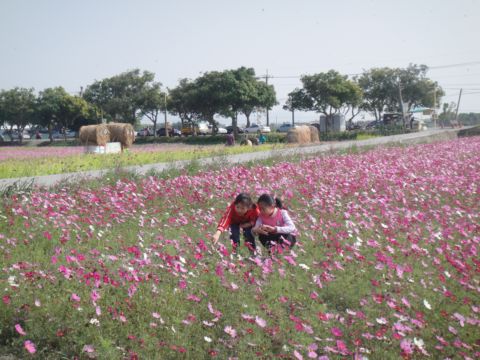 莿桐,孩沙里的美麗花田(102.2.9) 莿桐,孩沙里的美麗花田(102.2.9)