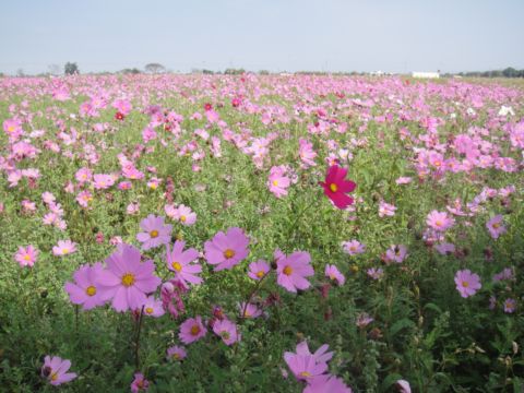 莿桐，孩沙里的美麗花田(102.2.9)